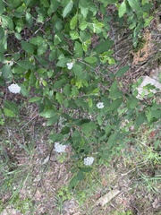 Spiraea dasyantha