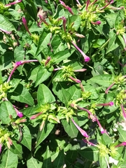 Mirabilis jalapa