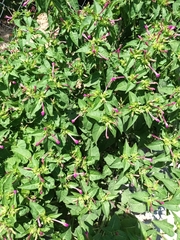 Mirabilis jalapa