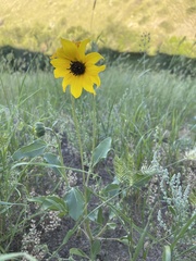 Helianthus petiolaris