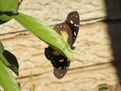 Hypolimnas anthedon wahlbergi