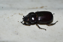 Homophileurus tricuspis