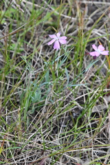 Dianthus repens