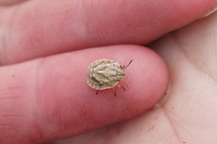 Eurygaster testudinaria
