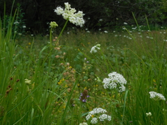 Perideridia parishii