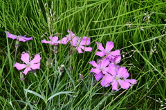 Dianthus repens