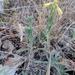 Onosma viridis - Photo (c) csanalju, algunos derechos reservados (CC BY-NC)