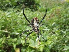 Argiope amoena