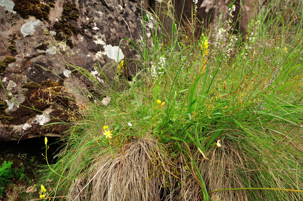 Bulbine Lily from Trevallyn TAS 7250, Australia on December 3, 2016 at ...