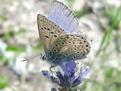 Polyommatus escheri