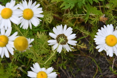 Tripleurospermum hookeri