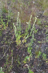 Artemisia vulgaris