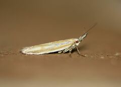 Pleurota honorella