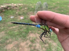 Anax nigrofasciatus
