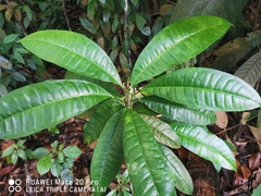 Maclurodendron porteri