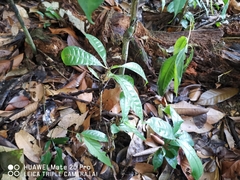 Maclurodendron porteri