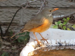Turdus libonyana