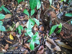 Maclurodendron porteri