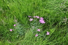 Dianthus repens