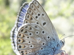 Polyommatus escheri