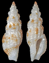 Pseudodaphnella