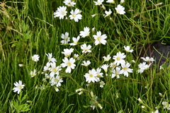 Cerastium regelii