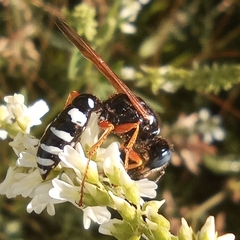 Philanthus coronatus
