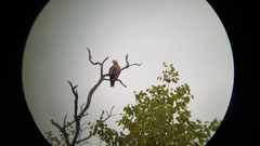 Aquila rapax