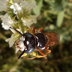 Philanthus coronatus