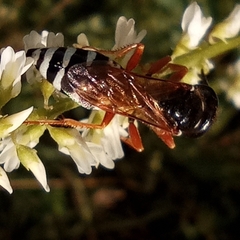 Philanthus coronatus