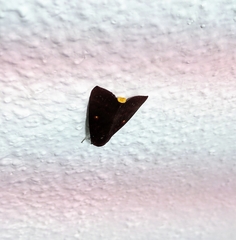 Calymera venusta