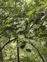 Tilia mongolica