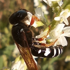 Philanthus coronatus