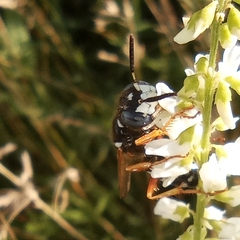 Philanthus coronatus