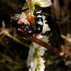 Philanthus coronatus