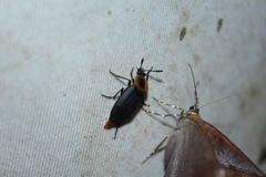 Oxelytrum discicolle