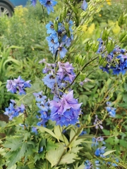 Delphinium cuneatum