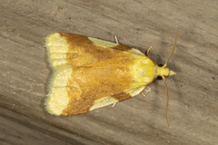 Cenopis niveana