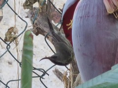 Cinnyris bifasciatus