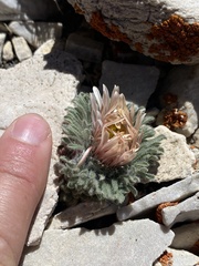 Townsendia condensata