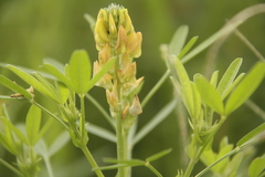 Crotalaria goreensis