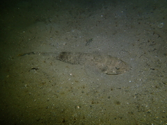 Platycephalus westraliae