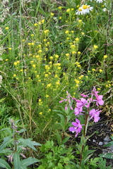 Descurainia sophioides