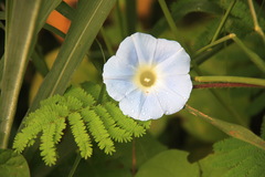 Ipomoea nil