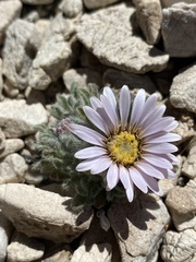 Townsendia condensata