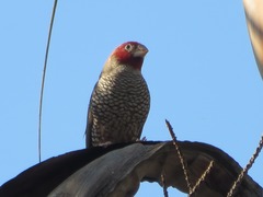 Amadina erythrocephala