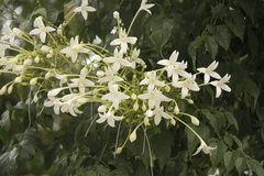 Millingtonia hortensis