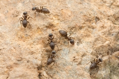 Lasius japonicus