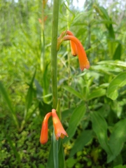 Polianthes geminiflora