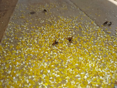 Oxytrigona tataira